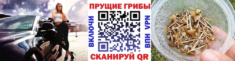 Псилоцибиновые грибы MAGIC MUSHROOMS  блэк спрут онион  Колпашево  где купить наркотик 